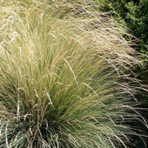 Festuca mairei - Fétuque mairei - Vue d'ensemble