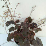 Heuchere 'Palace Purple'