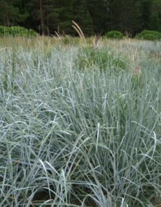 Leymus arenarius - Blé d'azur - Massif