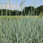 Leymus arenarius 'Blue Dune'