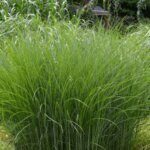 Miscanthus sinensis 'Gracillimus' - Roseau de Chine - Vue d'ensemble