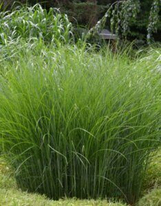 Miscanthus sinensis 'Gracillimus' - Roseau de Chine - Vue d'ensemble