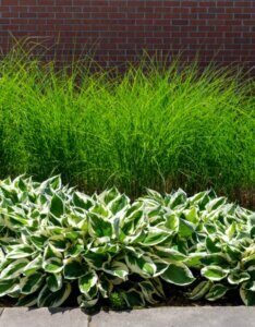 Miscanthus sinensis 'Gracillimus' - Roseau de Chine - Massif