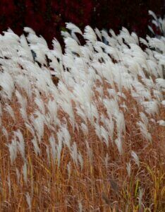 Miscanthus sinensis 'Purpurescens' - Roseau de chine - Coloration automnale
