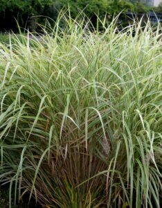 Miscanthus sinensis 'Variegatus' - Roseau de Chine - Vue d'ensemble