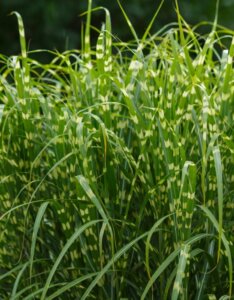 Miscanthus sinensis 'Zebrinus' - Roseau de Chine - Feuillage