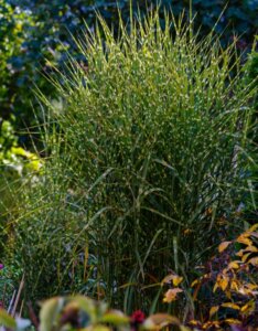Miscanthus sinensis 'Zebrinus' - Roseau de Chine - Vue d'ensemble