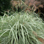 Miscanthus_sinensis_'Variegatus'