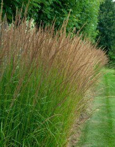 Molinia caerulea 'Moorhexe' - Molinie Bleue - Haie
