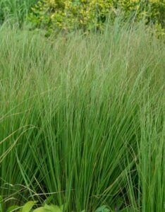 Molinia caerulea 'Moorhexe' - Molinie Bleue - Vue d'ensemble