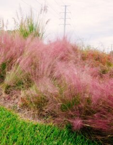 Muhlenbergia capillaris - Massif