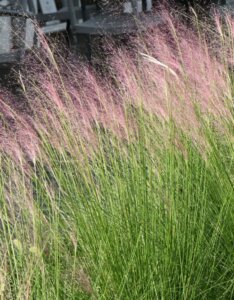 Muhlenbergia capillaris - Fleurs