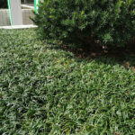 Ophiopogon japonicus 'Minor'