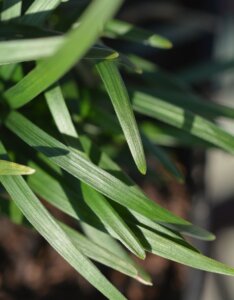 Ophiopogon japonicus 'Minor' Muguet du Japon - Feuillage