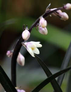 Ophiopogon planiscapus 'Niger' - Barbe de serpent - Fleurs