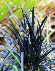 Ophiopogon planiscapus 'Niger' - Barbe de serpent - Vue d'ensemble