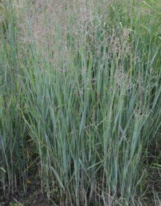 Panicum virgatum 'Heavy Metal' - Panic érigé - Vue d'ensemble