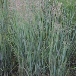Panicum virgatum 'Heavy Metal' - Panic érigé - Vue d'ensemble