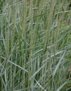 Panicum virgatum 'Heavy Metal' - Panic érigé - Début de floraison