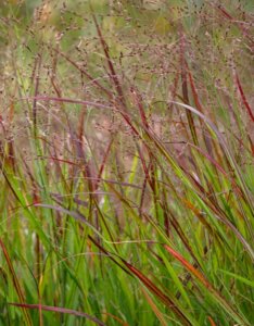 Panicum virgatum 'Shenandoah' - Panic érigé - Feuillage