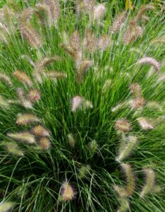 Pennisetum alopecuroides 'Hameln' - Herbe aux écouvillons - Vue d'ensemble