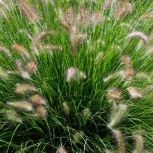 Pennisetum alopecuroides 'Hameln' - Herbe aux écouvillons - Vue d'ensemble
