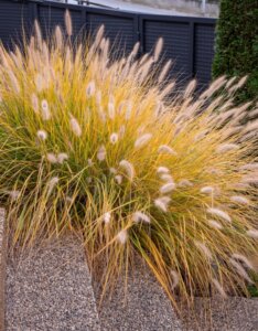 Pennisetum alopecuroides - Herbe aux écouvillons - Feuillage d'automne