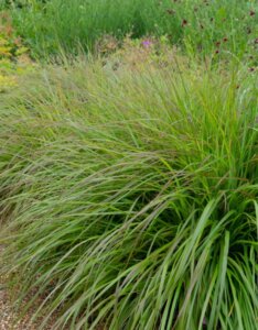 Pennisetum alopecuroides 'Moudry' - Herbe aux écouvillons - Vue d'ensemble