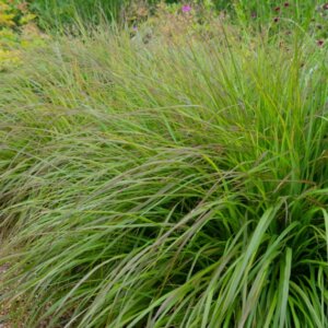 Pennisetum alopecuroides 'Moudry' - Herbe aux écouvillons - Vue d'ensemble