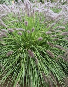 Pennisetum alopecuroides ‘Red Head’ – Herbe aux écouvillons - Vue d'ensemble