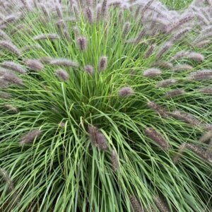 Pennisetum alopecuroides ‘Red Head’ – Herbe aux écouvillons - Vue d'ensemble