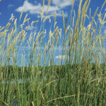 Pennisetum macrourum