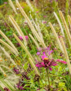 Pennisetum macrourum - Herbe aux écouvillons - Fleurs