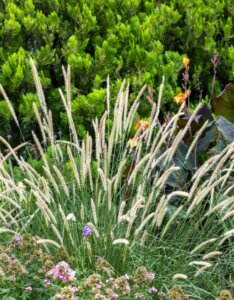 Pennisetum macrourum - Herbe aux écouvillons - Massif