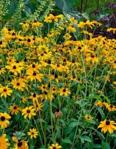 Rudbeckia fulgida Goldsturm - Soleil vivace d'automne - en massif