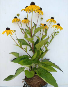 rudbekia 'Goldsturm'