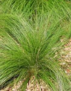 Sporobolus heterolepis - Vue d'ensemble