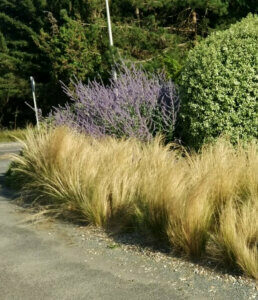 Stipa 'Poney Tails'