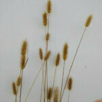 pennisetum massaicum 'Red Bunny Tail'
