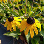 Rudbeckia fulgida Goldsturm - Soleil vivace d'automne - En fleurs