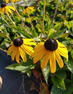 Rudbeckia fulgida Goldsturm - Soleil vivace d'automne - En fleurs