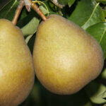 Beurré_Hardy_fruit