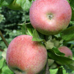 sans pareille peasgood