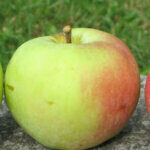 Pommier transparente de croncels_