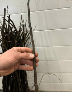 Cognassier de provence BA29 2