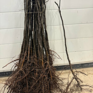 Cognassier de provence BA29