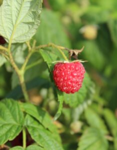 Framboisier Autumn Bliss_Rubus idaeus Blissy