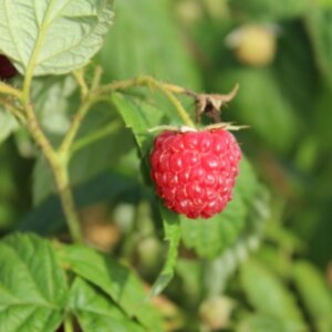 Framboisier Autumn Bliss_Rubus idaeus Blissy