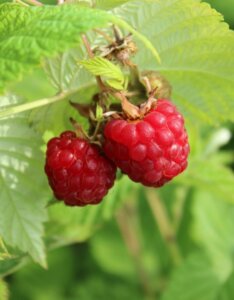 Framboisier Autumn Bliss_Rubus idaeus Blissy