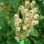 Groseillier Versaillaise Blanche Bio